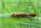 Mating soldier beetles (<em>Rhagonycha</em> sp.)
