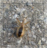 Assassin bug  (<em>Fitchia aptera</em>)
