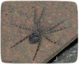 Fishing spider (<em>Dolomedes</em> sp.), female