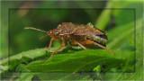 Predatory stink bug (Podisus sp.)