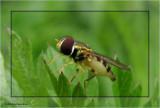 Hover fly (<em>Toxomerus marginatus</em>), female