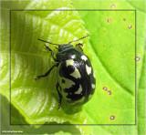 Calligrapha beetle (<em>Calligrapha pnirsa</em>)