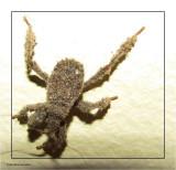 Masked hunter (<em>Reduvius personatus</em>)