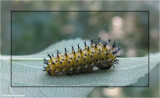 Cecropia caterpillar, 2nd instar (<em>Hyalophora cecropia</em>), #7767