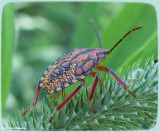Stink bug nymph (<em>Apoecilus</em> sp.) ?