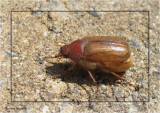 June beetle/European chafer (<em>Amphimallon majale</em>)