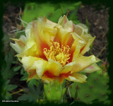 Prickly pear cactus flower (<em>Opuntia</em>)