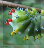 Cecropia moth caterpillar (<em>Hyalophora cecropia</em>), #7767