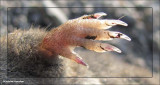 Short-tailed shrew paw  (<em>Blarina brevicauda</em>)
