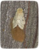 Gypsy moth, female,  on egg mass (<em>Lymantria dispar</em>)
