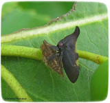 Treehopper on nymphal case (<em>Enchenopa</em>)