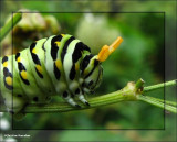 Black swallowtail larva  (<em>Papillio polyxenes</em>) on wild parsnip