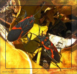 Eastern Box elder bug, left, and milkweed bug, right (Boisea trivittata, and Lygaeus kalmii)