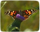 The Ladies:  American Lady and Painted Lady (Vanessa virginiensis and Vanessa cardui)