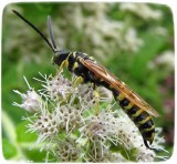 Tiphiid wasp (<em>Myzinum quinquecinctum/em>), male