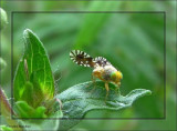 Fruit fly (<em>Euaresta bella</em>) on common ragweed