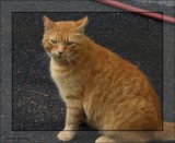 Alfreds other brother, Charlie