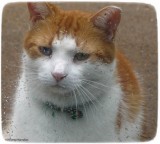 Alfred through the raindrops