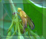 Fruit fly (<em>Icterica seriata</em>)
