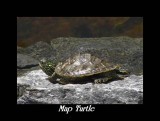 Map turtle (<em>Graptemys geographica</em>)