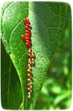 Eastern Box Elder Bug (<em>Boisea trivittata</em>)