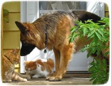 Pals: George, Alfred, Sasha