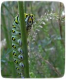 Black swallowtail butterfly larva (Papillio polyxenes)