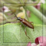 Aquatic leaf beetle (<em>Donacia</em> sp.)