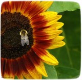 Bumble bee on sunflower