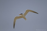 Royal Tern