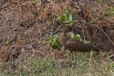 Hamerkop