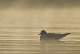 Black-headed Gull - Kokmeeuw 