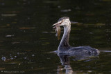 Great Crested Grebe - Fuut 