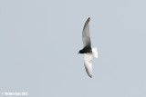 White-winged Tern - Witvleugelstern