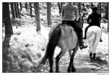 trot