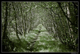 birch path