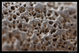 fossilized