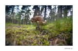 fungi