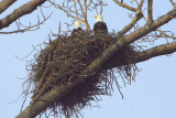 Eagle Pair in Nest  card #  205/ ( 279)