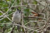 Black-crested Titmouse