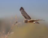 Busard St-Martin / Northern Harrier