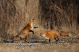 Renards roux / Red foxes