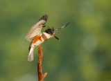 Martin -Pcheur DAmreique / Belted Kingfisher