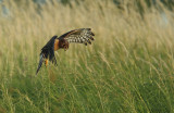 Busard St-Martin / Northern Harrier