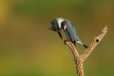 Martin -pcheur dAmerique /  Belted Kingfisher