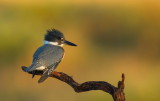 Martin -pcheur dAmerique /  Belted Kingfisher