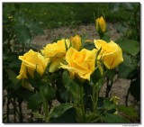 yellowroses-15365-sm.JPG