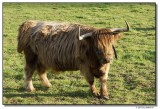 highlandcow-0021-sm.JPG