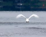 IMG_3726b.jpg