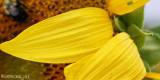 IMG_6438b.jpg